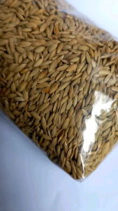 jual padi ketan hitam benih padi ketan beras hitam original