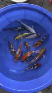 🇯🇵🇲🇾 Japan Bloodline Local Bred Koi Fish 5-8 Inch Special Selection 12 Koi ( RM1788 )