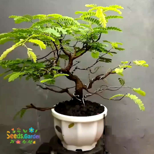 40 BUTIR BIJI/BENIH TANAMAN ASAM JAWA (Bahan Bonsai)