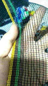 Waring TL waring PAGAR ( TERMURAH BERKWALITAS ) JARING pagar waring kebun keramba ikan
