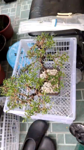 Bonsai tree with blue bell flowering plants in square gray pot on wooden surface.