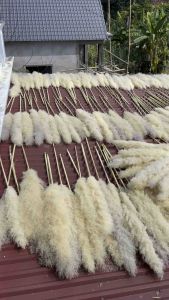 Bông lau cỏ lau khô hoa khô trang trí decor nhà trang trí shopspatrang trí tiệc cưới sự kiện