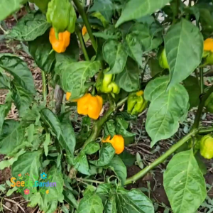 8 BUTIR BIJI/BENIH CABE MUSTARD YELLOW CAROLINA REAPER