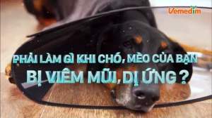 Bộ nhỏ mũi giảm nghẹt mũi sổ mũi hỗ trợ hô hấp seasal drop cho chó mèo