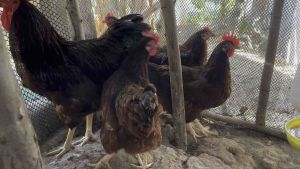 ไข่เชื้อไก่ไข่โร้ดแดงออสเตรเลีย Heritage Rhode Island Red ชุด 10 ฟอง รับฟรีเพิ่มไปอีก 2 ฟอง รวม 12 ฟอง