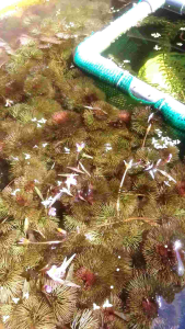 Combo 5 Nhánh Rong La Hán Thủy Sinh Giứp Lọc Nuớc Trang Trí Hồ 🐟