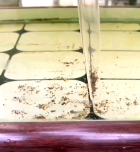 PENITIS PIPET AKUARIUM ~ BIRU ~ AQUARIUM PIPETTE DROPPER