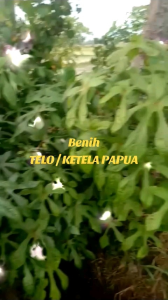 Bibit Telo Papua / Singkong Papua 30 cm. Beli 1 ikat Bonus 1-3 batang