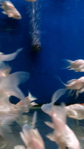 Shortbody Butterfly Platinum Koi/Offer!!