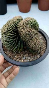 Seedling Cactus Cristata 缀化实生仙人球