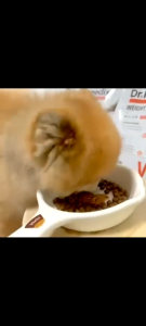 THỨC ĂN HẠT QUẢN LÝ CÂN NẶNG CHO THÚ CÚNG CHÓ 1.5Kg - WEIGHT CONTROL PLUS