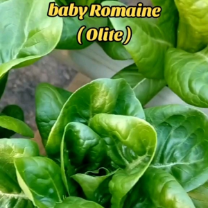 (KEMASAN PREMIUM) BIJI/BENIH SELADA ROMAINE HIJAU (isi -+2.000 Butir)