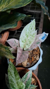Premium Anthurium Foliage Plant Big Size Lush Quality for Outdoor & Garden Gardening Thailand Variety Green and Pink Variegated Leaves