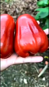 BIBIT TANAMAN JAMBU AIR CITRA MERAH 🌱Varietas Asli Bergaransi.Dapatkan Harga Bibit Jambu Air Citra Merah Terbaik Dengan Kualitas Premium Cukup Umur Akar Kuat.Sehat Dan Siap Tanam. Bibit Pohon Buah Jambu Air ini Sudah Berbuah Semua.Silakan Diorder ya kak