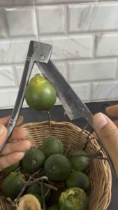 มีดผ่าหมาก มีดสนาค กรรไกรหนีบหมาก มีดสับหมากสด จำนวน1เล่ม พร้อมส่ง