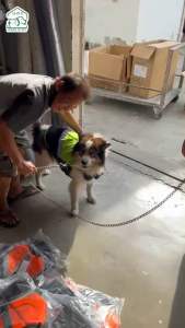 เสื้อชูชีพสำหรับสัตว์เลี้ยง สุนัขขนาด เล็ก กลาง ใหญ่ ชุดว่ายน้ำหรับสัตว์เลี้ยง