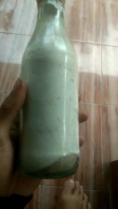 Bibit jamur tiram putih F2