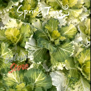 (-+100 butir) Benih tanaman kale ornamental white import [kemasan pabrik]