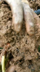 ราคาล่าสุด ของ ขมิ้นชัน ขมิ้นแกง ขุดสดตามออเดอร์ สดกว่านี้ไม่มีแล้ว ปลูกเองขายเอง