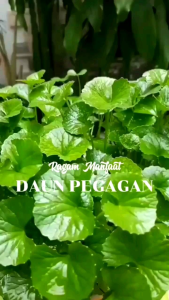 daun pegagan / daun kaki kuda fresh 300 gram