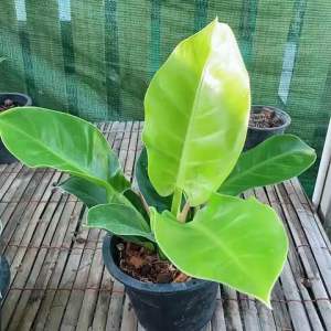 ต้นเศรษฐี มีทรัพย์ ไม้มงคล เรียกทรัพย์ เงินทอง เข้าบ้าน