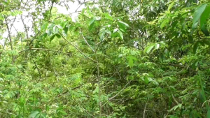 LEM BURUNG 50 ml PULUT GETAH BURUNG GETAH BENDO LEM BENDO LEM PULUT BURUNG GETAH PULUT BURUNG JEBAKAN BURUNG PERANGKAP BURUNG LEM BURUNG LEM PIKAT BURUNG LEM BURUNG PULUT BURUNG LEM JEBAKAN BURUNG GETAH PIKAT BURUNG LEM PULUT BURUNG SUPER JEBAK ALAT LE