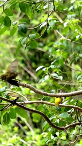 Lem Burung & Getah Burung: Panduan Lengkap
