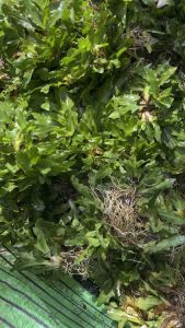 หญ้าไทเป 1 กิโลกรัม