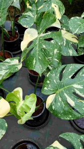 มอนเตล่าไทคอนด่าง. MonsreraThaicon กระถางดำ คัดสวย