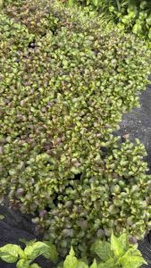 ต้นผักเป็ด สีแดง ในถุง มีหลายต้น ผักเป็ด ผักเป็ดแดง ผักเพื่อสุขภาพ