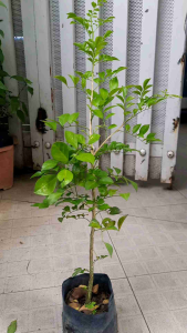 cây hoa nguyệt quế cây ươm hạt như hình