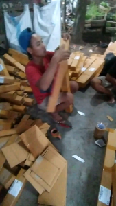 Bibit Tanaman Salam (tinggi 30/40cm)