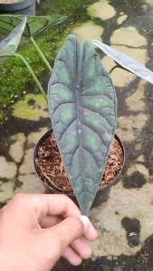 Alocasia Dragon Scale -  - Pokok Alocasia Sisik Naga - ड्रैगन स्केल अलोकेसिया Alocasia Dragon Scale – Textured Leaves Rare Aroid Collectors Plant Bold Foliage Indoor Showpiece LIVE PLANT