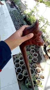 Tongkat jalan kayu galih asem ukir semar