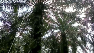 egrek tempahan medan bintang 3