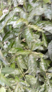 Daun Kiji Beling Segar: Manfaat & Cara Penggunaan