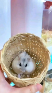 RUMAH SARANG ROTAN HAMSTER TEMPAT SEMBUNYI SARANG ROTAN