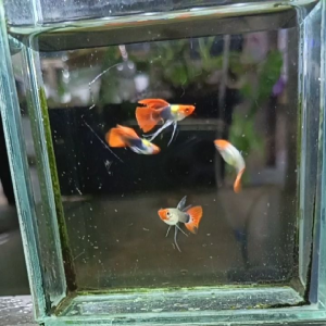 Plantinum koi sb ribbon 1 set