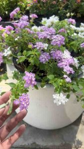 ผกากรองดอกหอม พันธุ์ใหม่แบบเลื้อย Lantana camara L. มี2 สี ม่วงพลาสเทล ขาว 🌺ผกากรองดอกหอม🌺 🪴🪴 ชุดนี้มาทุกสีเลยจร้า สีม่วงพชาสเทล สีขาว สดใสท้าแดด✨️✨️ ผกากรอง เป็นไม้พุ่มชอบแดด เต็มวัน ชอบน้ำมากๆ แตกต่างจากผกากรองทั่วไปคือมีกลิ่นหอมสดชื่นคล้ายๆค่ะ