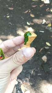 Sawangan Merpati Asli Cangkring Motif