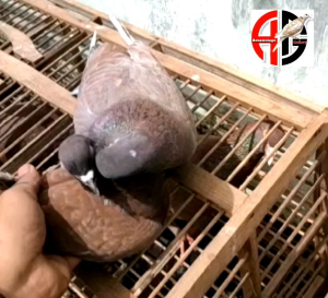 Jamu Merpati Extra JP MERPATI Obat Burung Dara Doro Jamu Herbal Merpati Balap Tinggian Giring Super Keket Ngolong