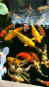 5 kg cám cá koi Aqua koi tăng màu tăng size