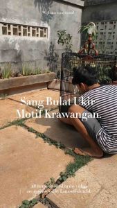 Sangkar murai ukiran kayu jati tpk perhutani berkualitas motif krawangan produk asli jepara sangkar kacer sangkar ukir sangkar murai ukir naga sangkar jati sangkar bnr sangkar ebod sangkar radja sangkar cucak ijo sangkar anis sangkar lomba