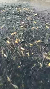 Suplemen Ikan Sehat: Nutrisi Ikan Berkualitas untuk Peningkatan Kesehatan