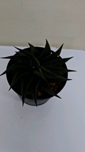 ม้าเวียน. กระถาง 4 นิ้ว