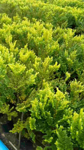 พิเศษลด50% ต้นล่ำซำ (ต้นหูหนู)(แพ็ค2ต้น) ขนาด60-80เซนติเมตร ไม้มงคลเสริมโชคลาภ ไม้ล้อม ไม้ฟอกอากาศ ทนแดดแรง ไม้พุ่มสวย ให้ร่มเงา ไม่ค่อยผลัดใบ ไม่ต้องคอยเก็บกวาดใบไม้ ต้นแข็งแรง ฟอร์มสวยพร้อมปลูกลงดิน