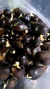 benih bibit kecambah kelapa sawit SIMALUNGUN PPKS UNGGUL