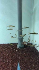 Blackstripe Slender Rasbora/Trigonopoma Gracile/Readystock/Freshwater/Ornamental