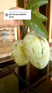 Mangga Indramayu 1kg stock melimpah