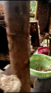 MADU FRESH 1kg MURNI NEXTAR HUTAN ACASIA